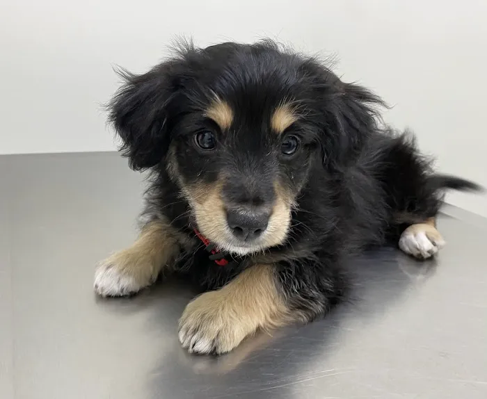 Pets 'N' Vets Animal Hospital Picture 5