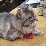 Loving Hands Animal Hospital, Inc