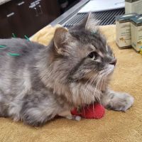 Loving Hands Animal Hospital, Inc ico