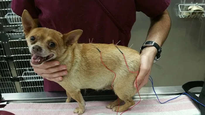 Loving Hands Animal Hospital, Inc Picture 6