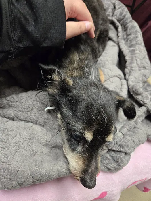 Loving Hands Animal Hospital, Inc Picture 5