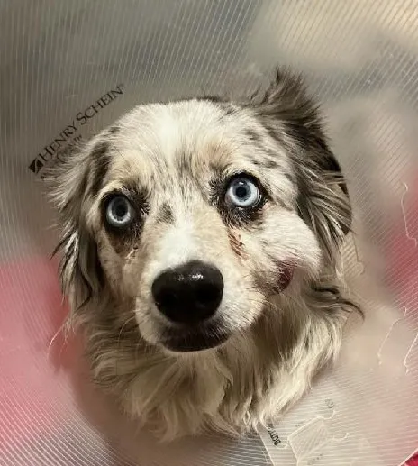 Loving Hands Animal Hospital, Inc Picture 7