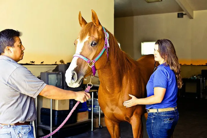 Steinbeck Peninsula Equine Clinics Picture 3