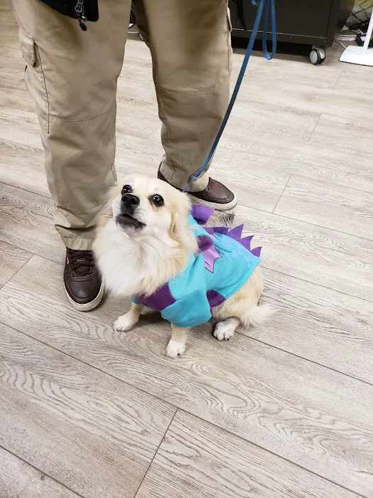 Cheap Shots, Second to None Pet Services - Veterinarian & Animal Hospital Picture 1