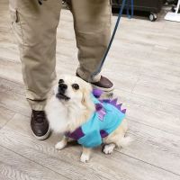 Cheap Shots, Second to None Pet Services - Veterinarian & Animal Hospital ico