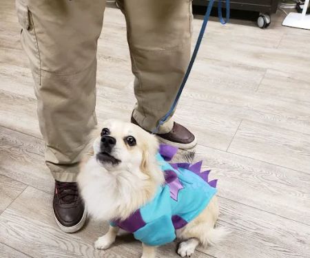 Cheap Shots, Second to None Pet Services - Veterinarian & Animal Hospital