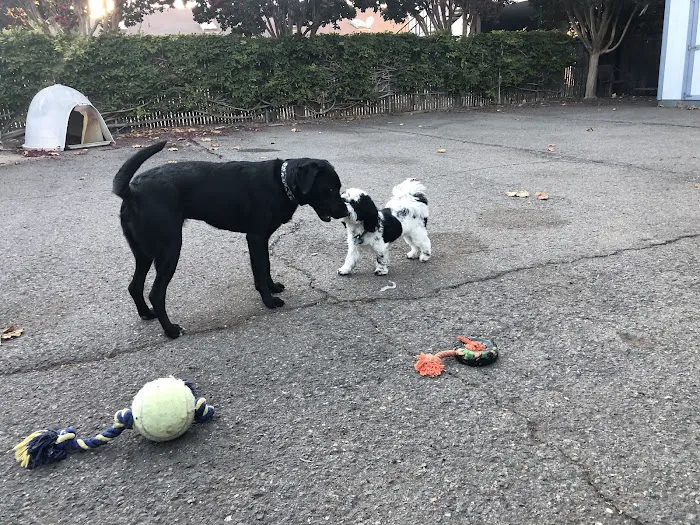 Cheap Shots, Second to None Pet Services - Veterinarian & Animal Hospital Picture 7
