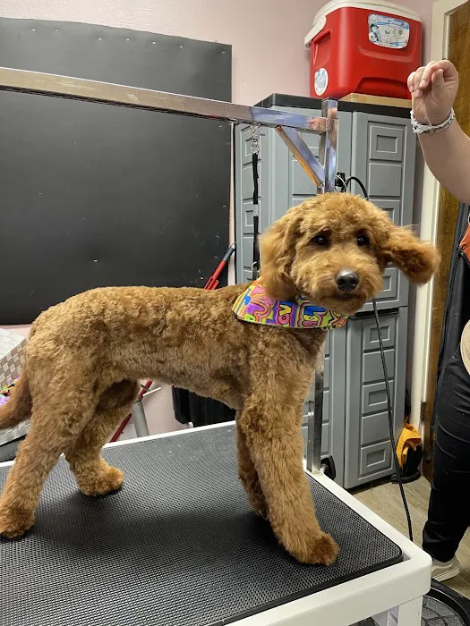Cheap Shots, Second to None Pet Services - Veterinarian & Animal Hospital Picture 5