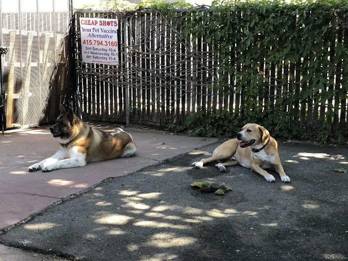 Cheap Shots, Second to None Pet Services - Veterinarian & Animal Hospital Picture 6