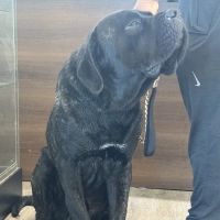 Doolittle Pet Hospital ico