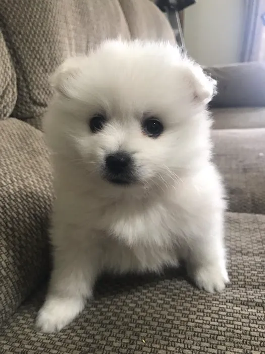Doolittle Pet Hospital Picture 3