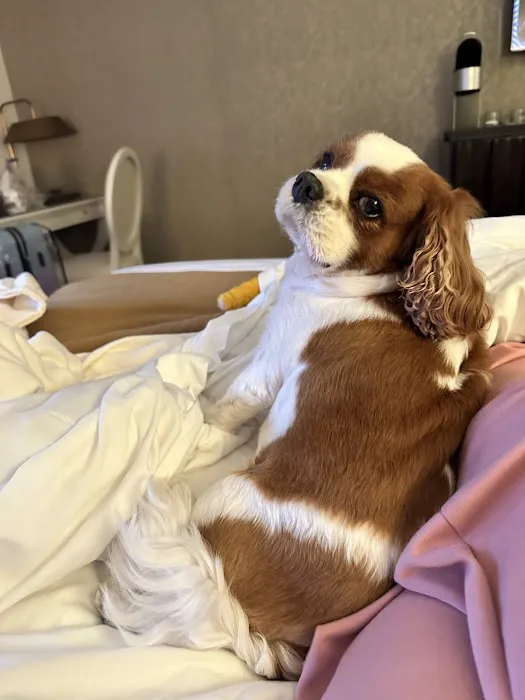 Georgetown Veterinary Hospital Picture 1