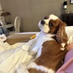 Georgetown Veterinary Hospital