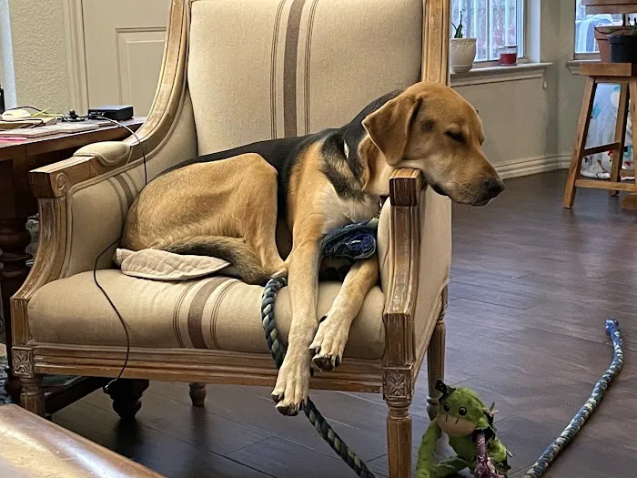 Georgetown Veterinary Hospital Picture 9