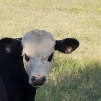 Austin Avenue Animal Hospital ico