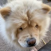 Dr. Tarleton Vet ico