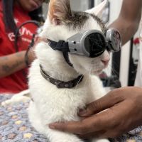 PetSmart Veterinary Services - Georgetown ico