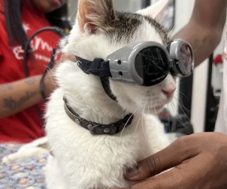 PetSmart Veterinary Services - Georgetown