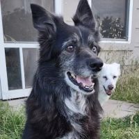 Woof Animal Hospital ico
