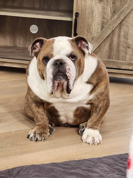 Woof Animal Hospital Picture 4