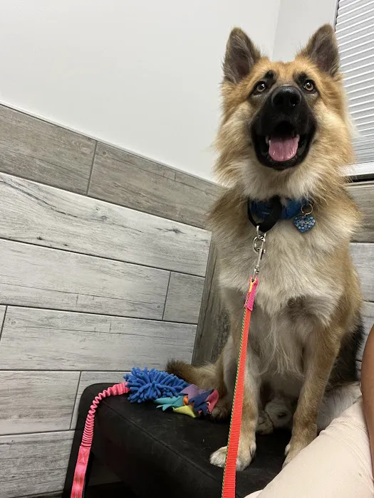 NewDay Veterinary Care Picture 4