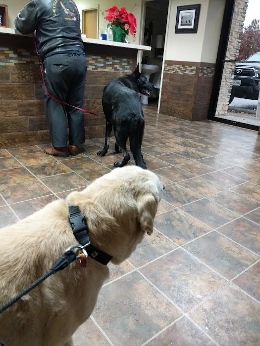 Koy Animal Clinic Picture 5