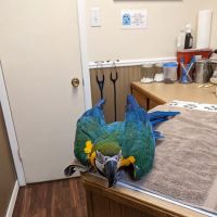 Twin Lakes Pet & Bird Clinic ico
