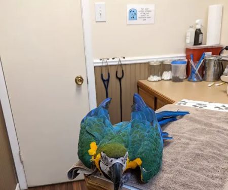 Twin Lakes Pet & Bird Clinic