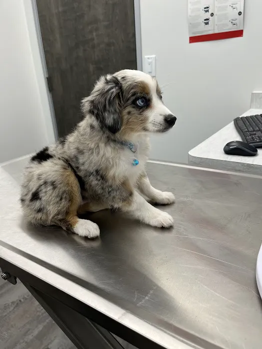 SimpleVet Pet Hospital Picture 7