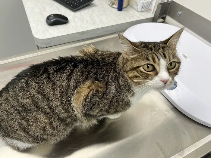SimpleVet Pet Hospital Picture 8