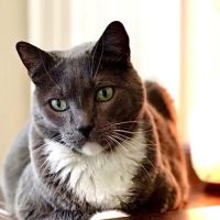 HomeVet Mobile Petcare ico