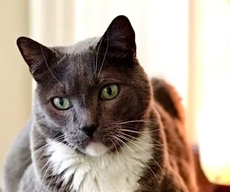 HomeVet Mobile Petcare