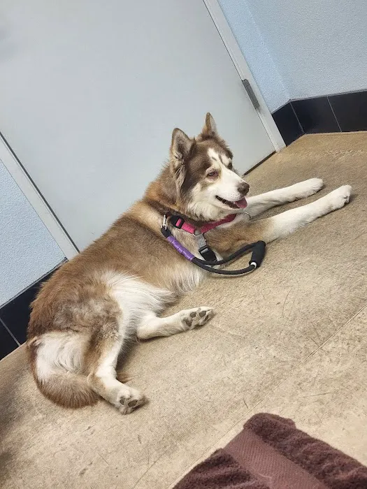 Blue Sky Veterinary Clinic Picture 1