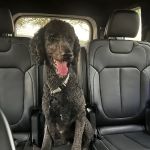 Stonebrook Family Pet Clinic