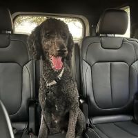 Stonebrook Family Pet Clinic ico
