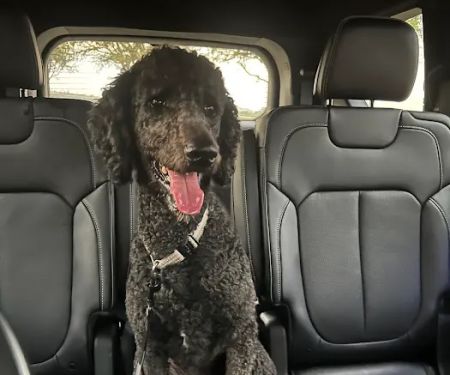 Stonebrook Family Pet Clinic