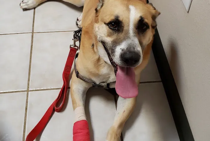 Animal Hospital of Frisco Picture 1
