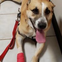 Animal Hospital of Frisco ico