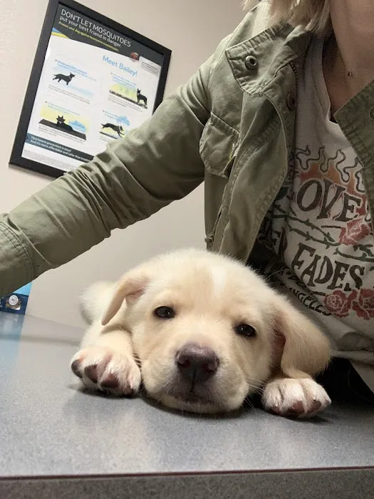 Animal Hospital of Frisco Picture 5