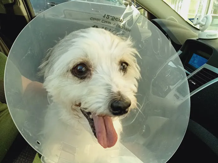 Animal Hospital of Frisco Picture 7