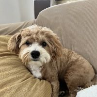 121 Animal Hospital ico