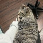 Frisco Emergency Pet Care