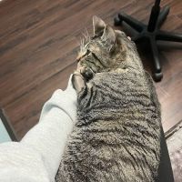 Frisco Emergency Pet Care ico