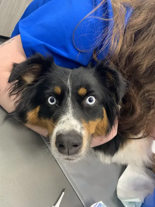 Frisco Emergency Pet Care Picture 6