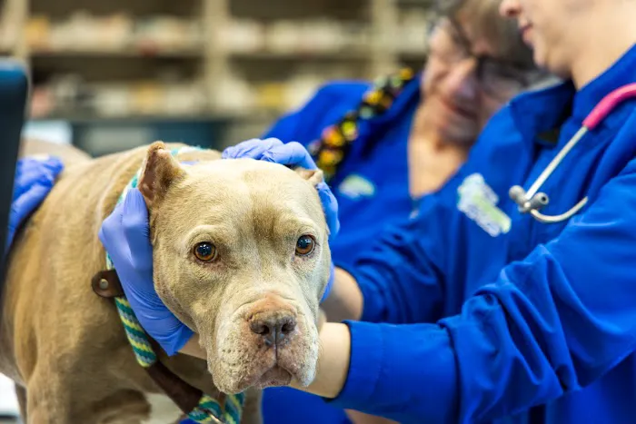 Frisco Emergency Pet Care Picture 7