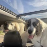 Russell Creek Pet Clinic