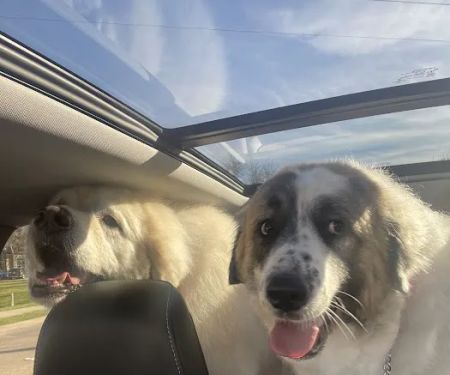 Russell Creek Pet Clinic