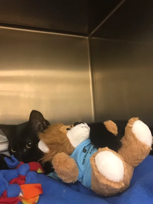 Russell Creek Pet Clinic Picture 4