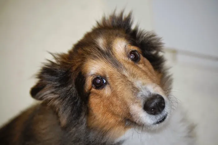 Russell Creek Pet Clinic Picture 5