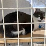 Legacy Village Veterinary Clinic
